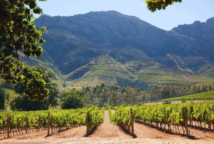 Stellenbosch-winelands-copy Stellenbosch-winelands-copy