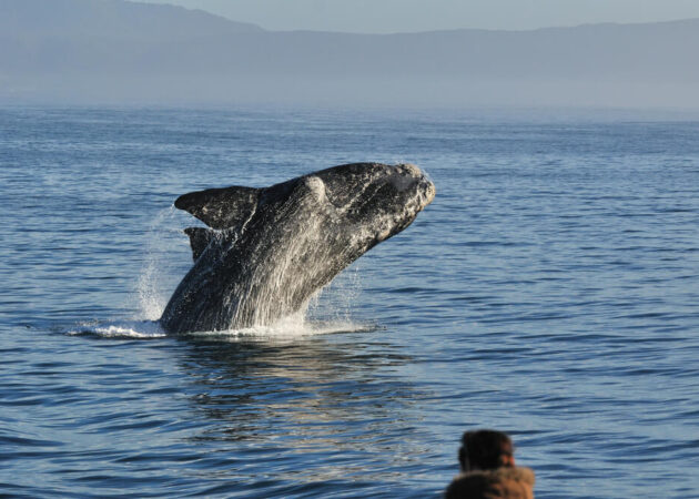 Whale-watching Whale-watching