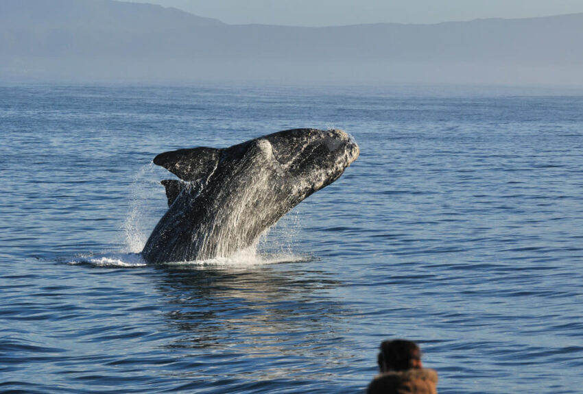 Whale-watching Whale-watching
