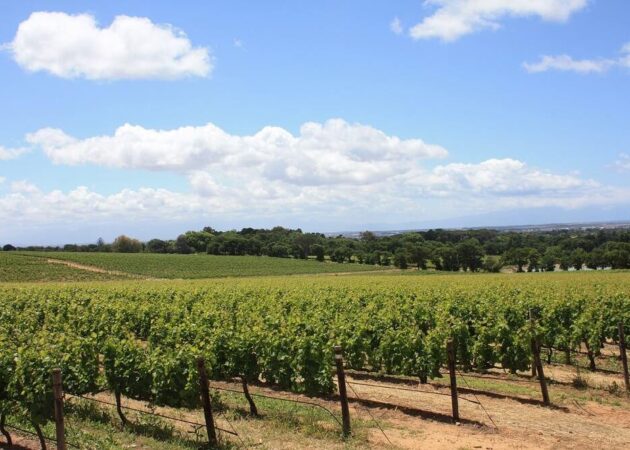south-africa-winelands south-africa-winelands
