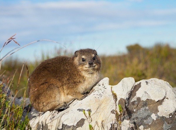 Dassie-Table-Mountain